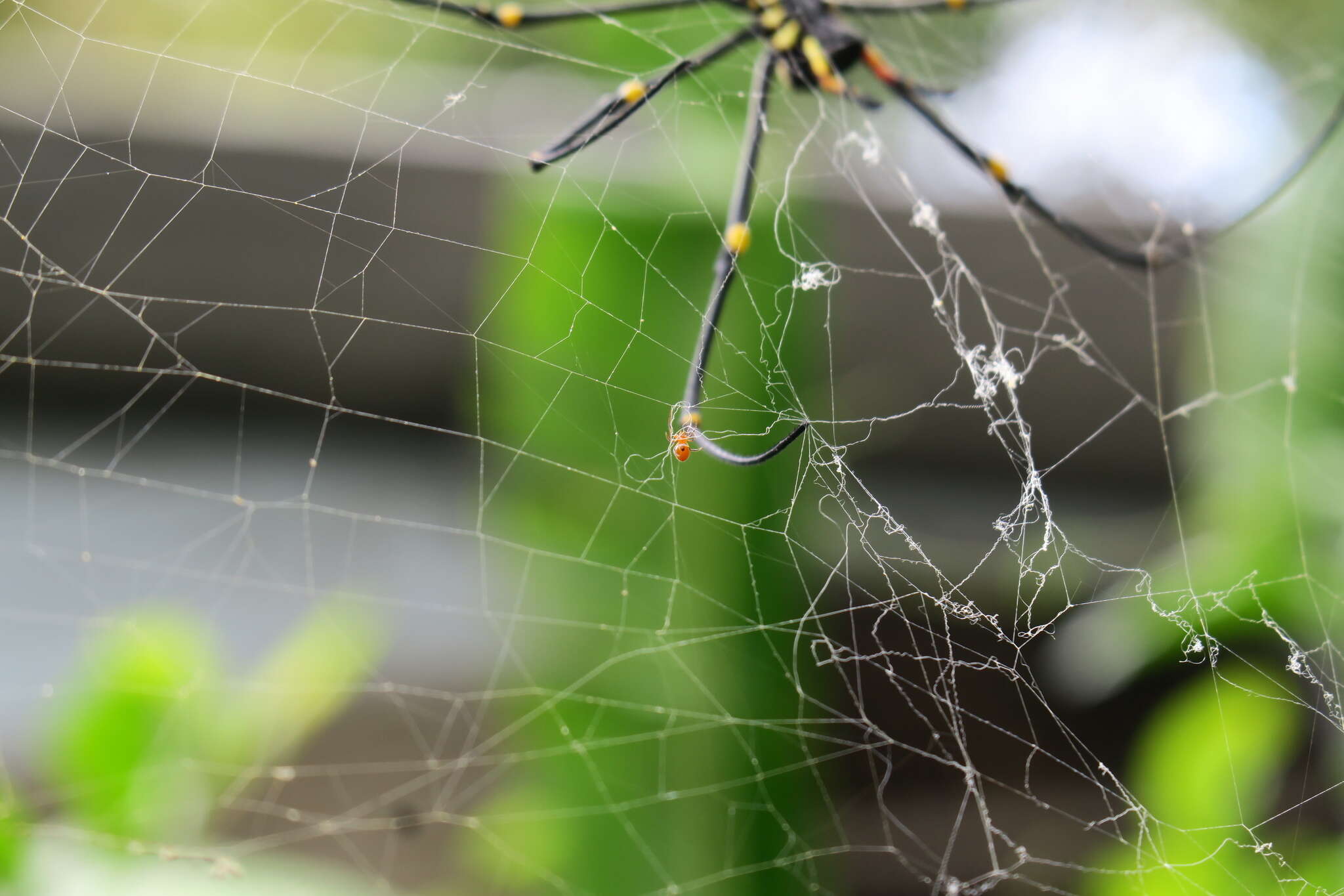 Image of Argyrodes flavescens O. Pickard-Cambridge 1880