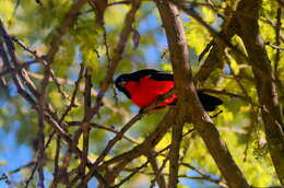 Image of Crimson-breasted Gonolek