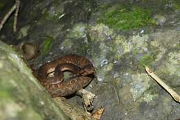 صورة Bothrops lanceolatus (Bonnaterre 1790)