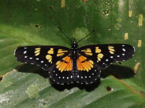 Image de Chlosyne narva bonpland Latreille 1809