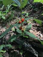 Image of yellowfruit horse-gentian