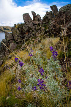 Image of Lupinus altimontanus C. P. Sm.