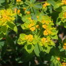 Sivun Euphorbia flavicoma subsp. flavicoma kuva