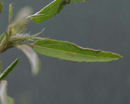 Image of bracted fanpetals