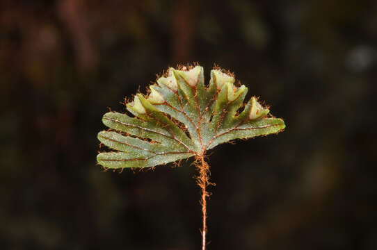 Image de Hymenophyllum lyallii Hook. fil.