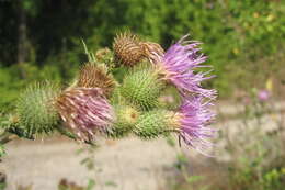 Cirsium serrulatum (M. Bieb.) Fischer的圖片