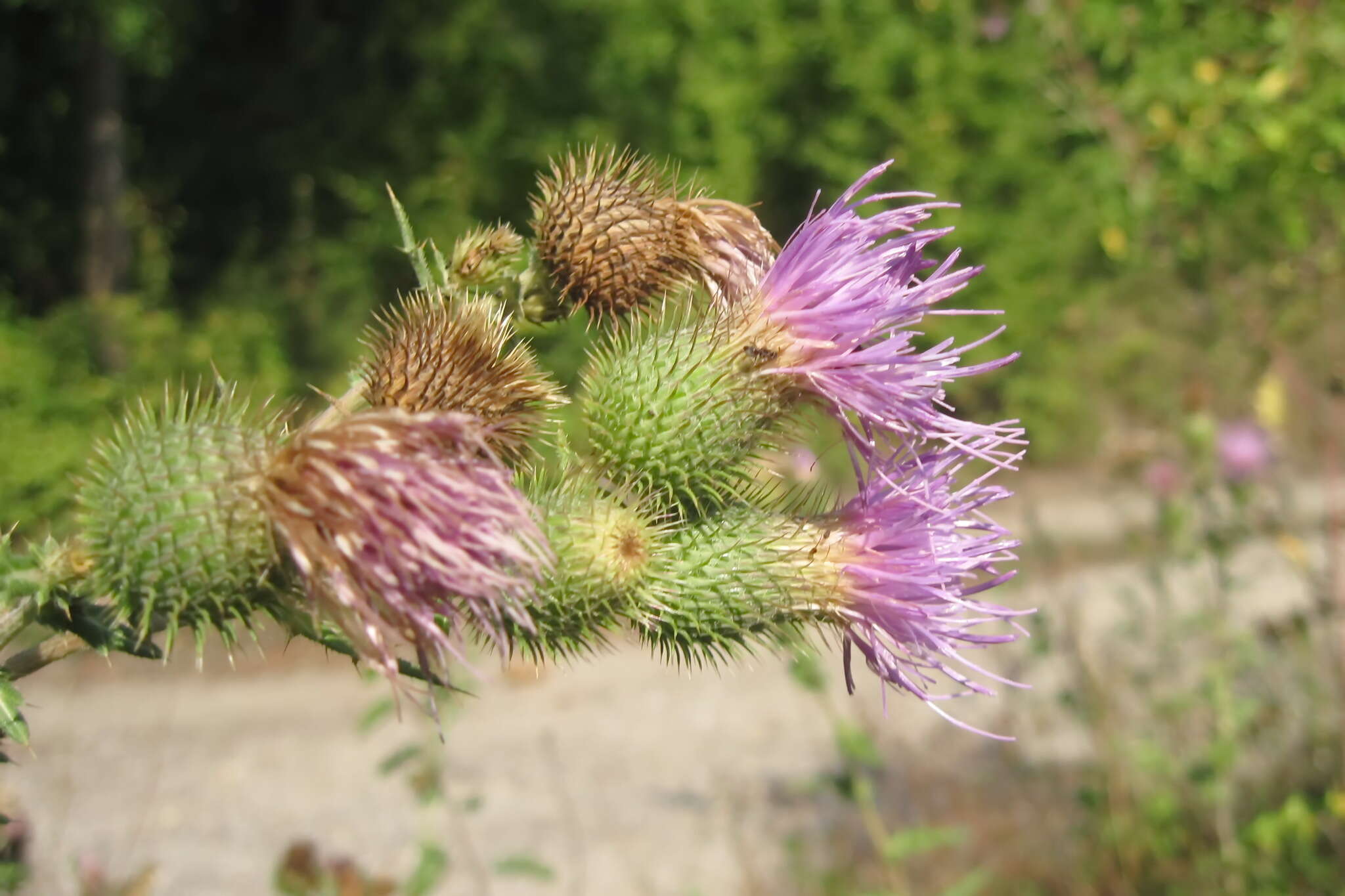 Image de Cirsium serrulatum (M. Bieb.) Fischer