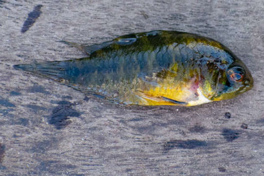 Image of Borelli's dwarf cichlid