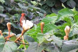 Image of Cinnamon Woodpecker