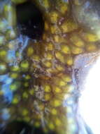 Image of Ascidian