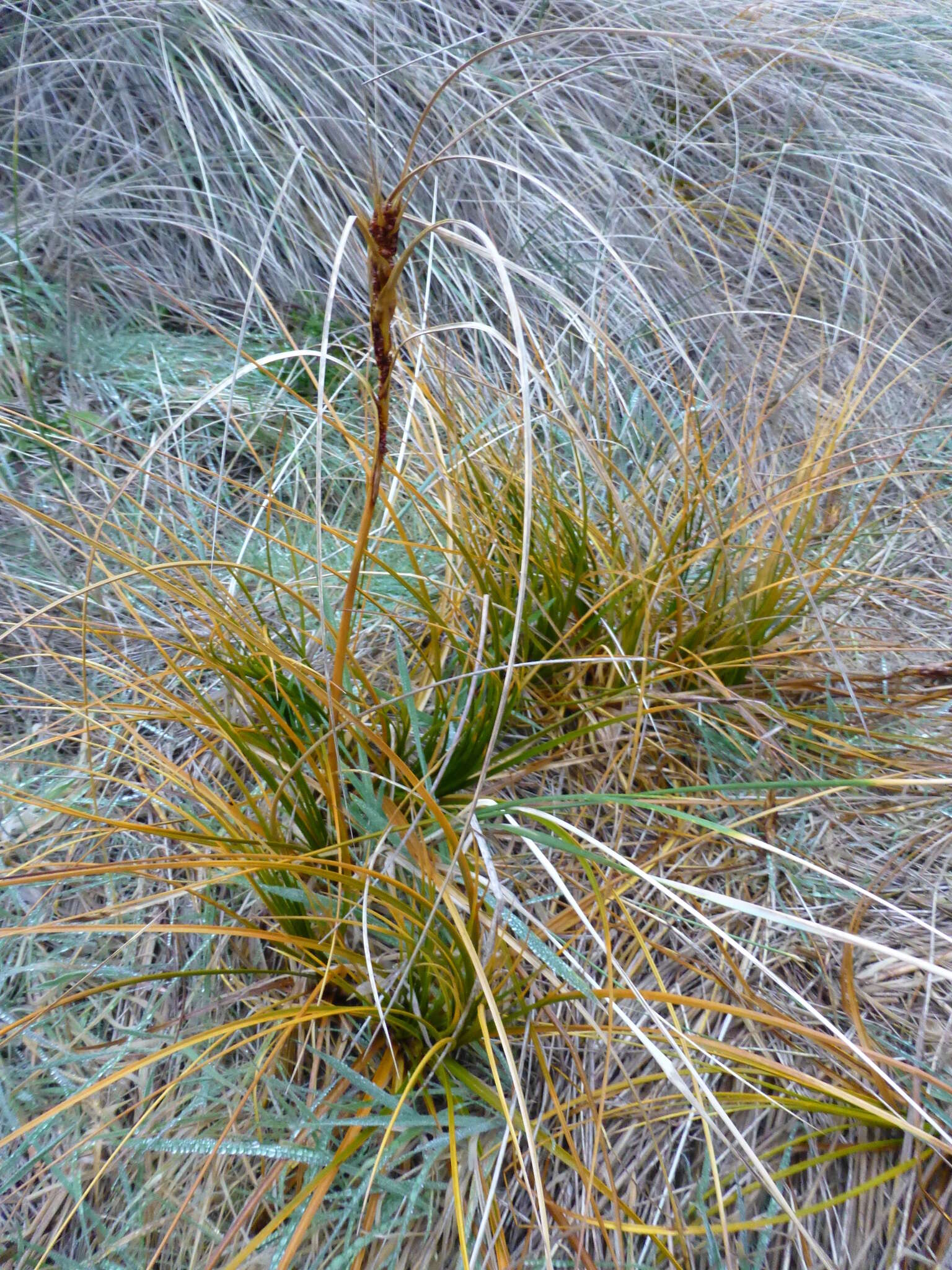 Sivun Ficinia spiralis (A. Rich.) Muasya & de Lange kuva