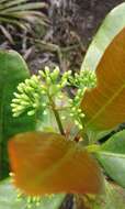 Ixora pudica Baker的圖片