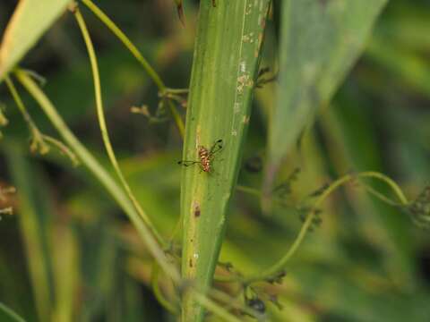 Image of Melon fly