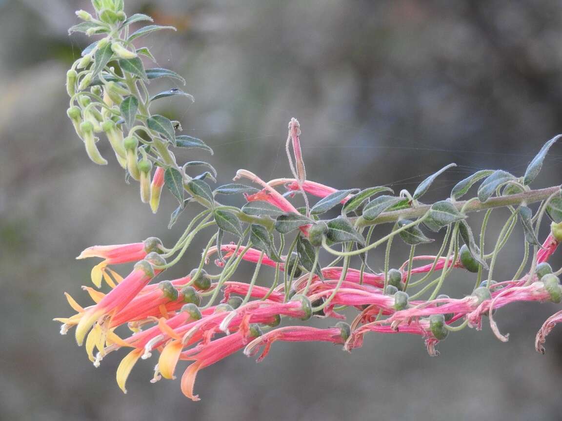 Imagem de Lobelia laxiflora subsp. laxiflora