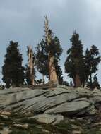 Image of foxtail pine