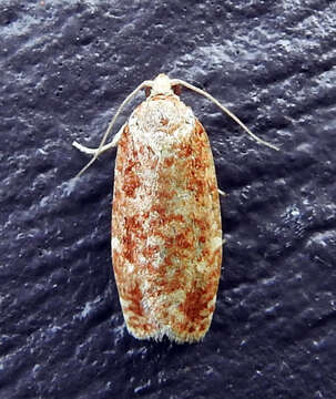 Image of Jack Pine Budworm