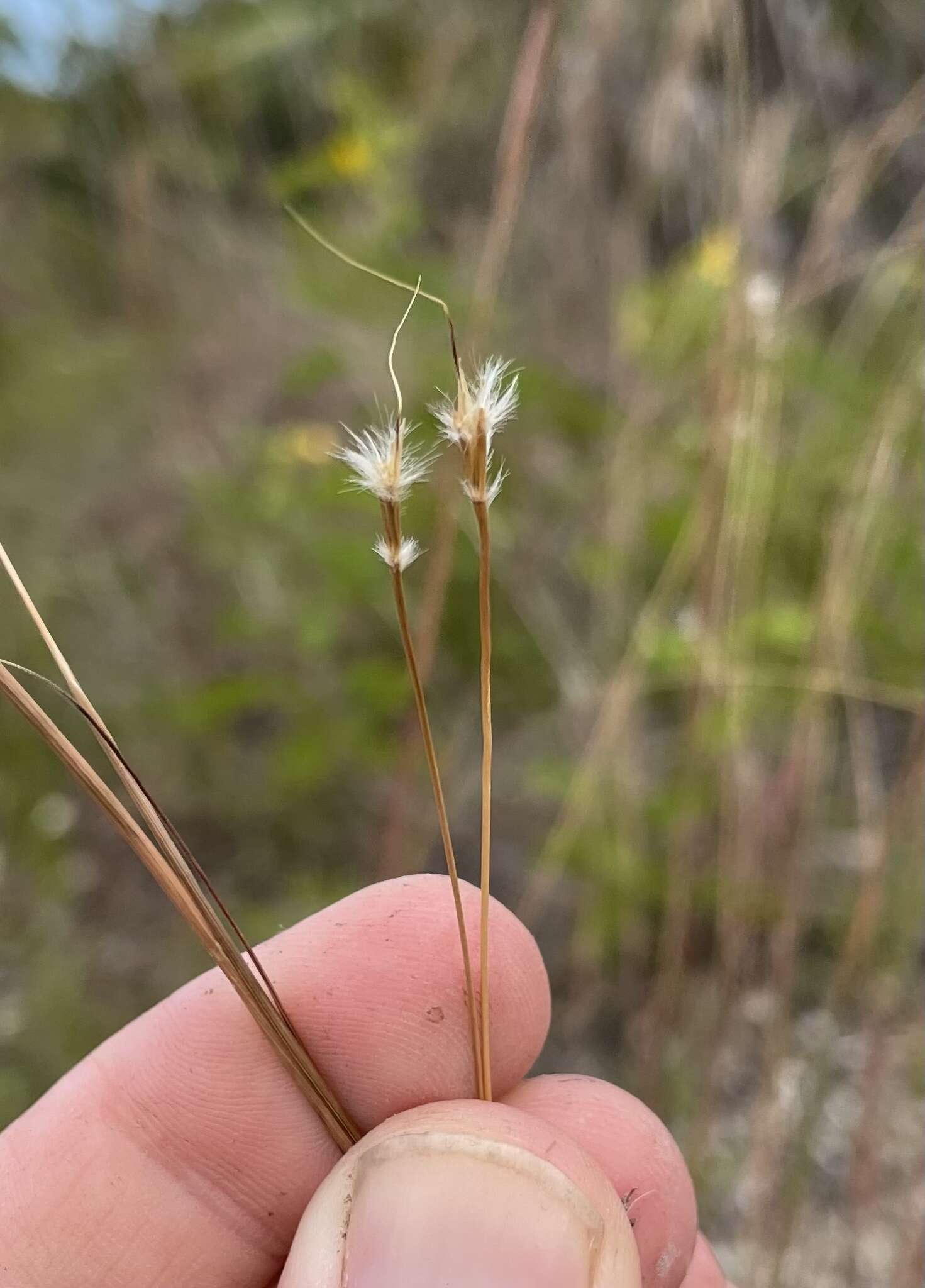 Image of Andropogon miamiensis