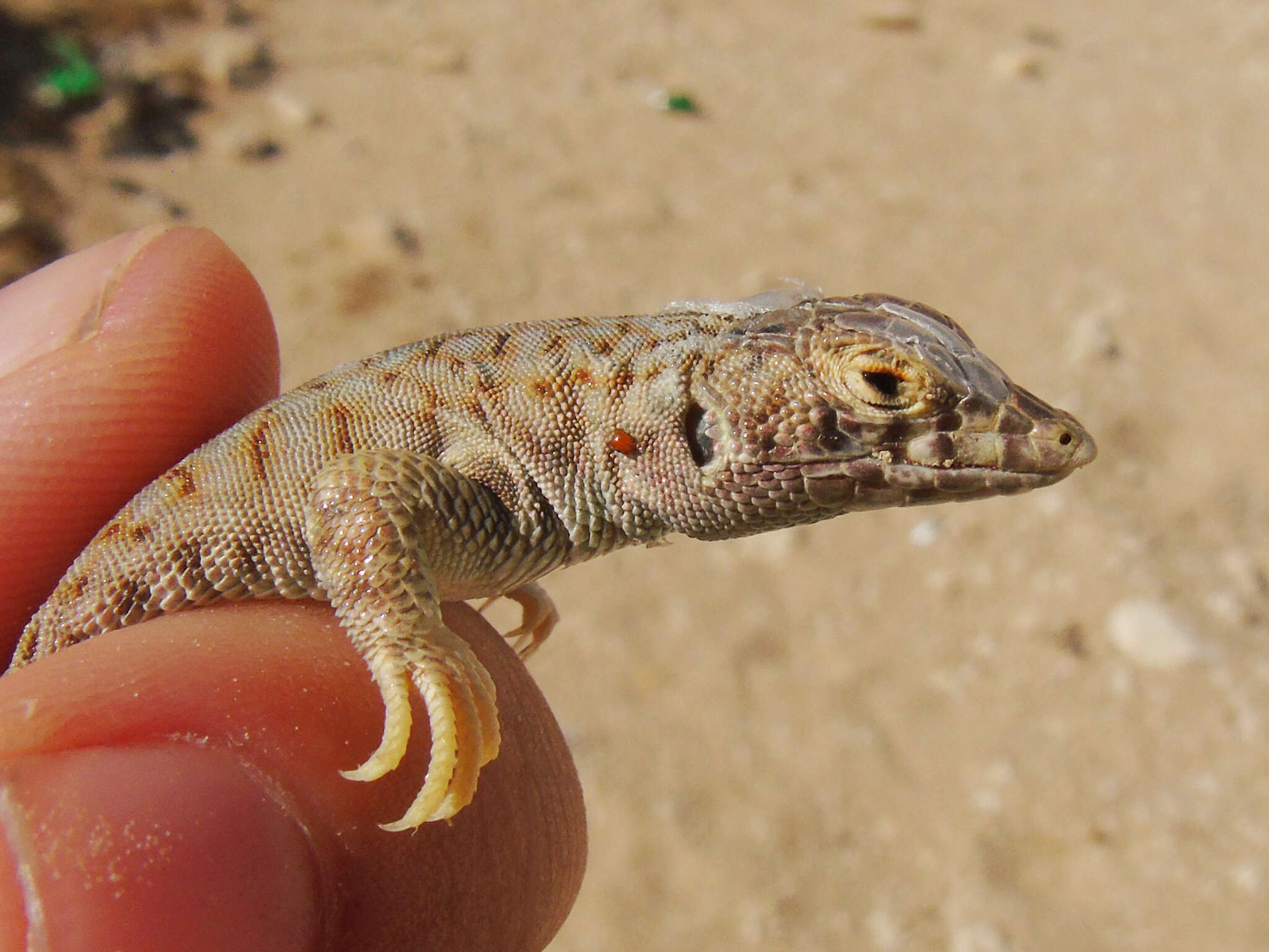 Image de Acanthodactylus hardyi Haas 1957