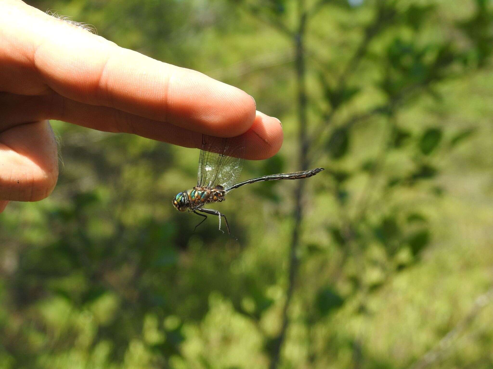 Image of Delicate Emerald