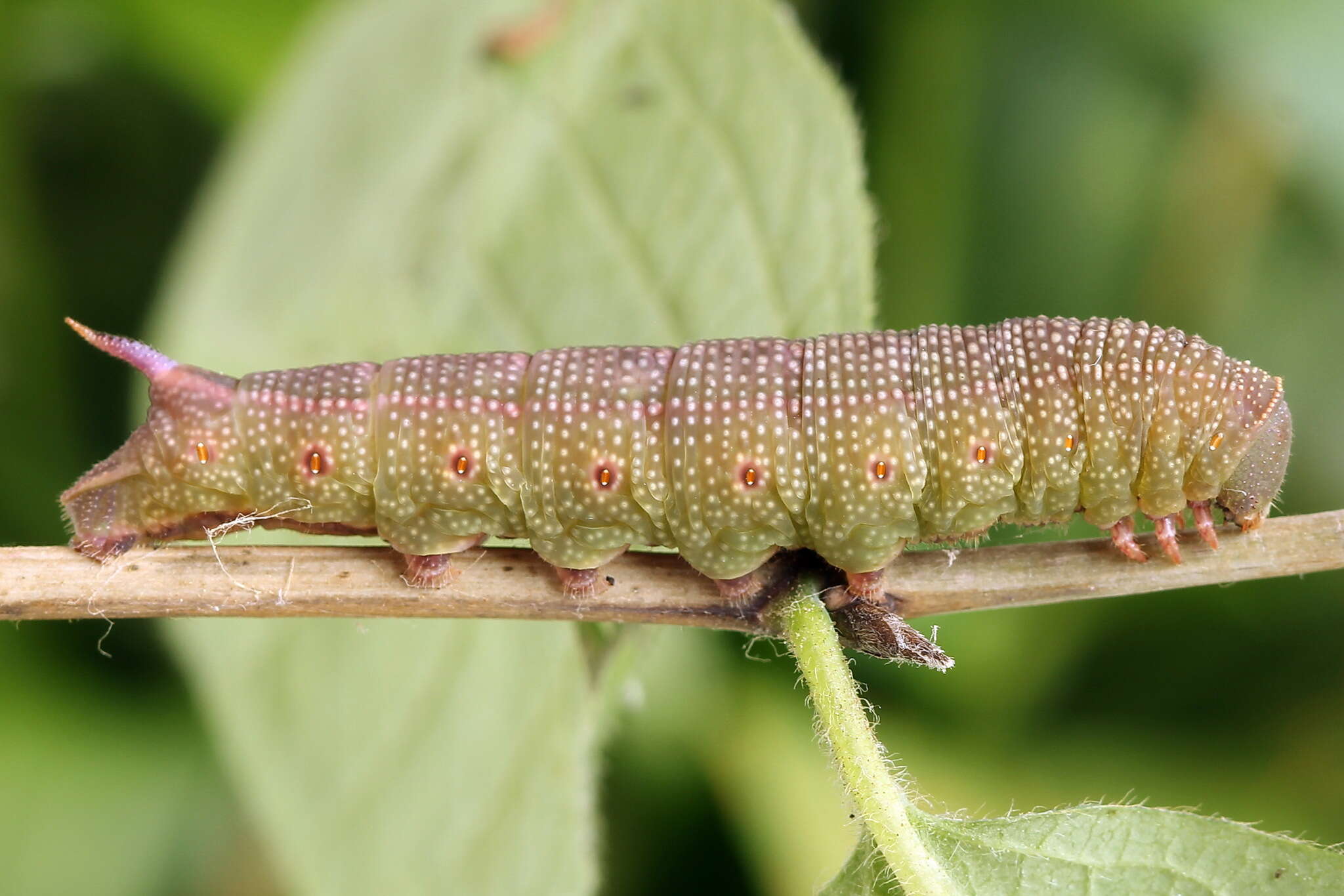 Image of broad-bordered bee hawk-moth