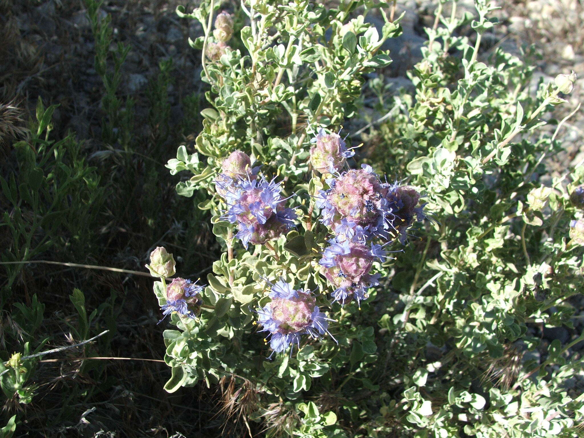 Imagem de Salvia dorrii var. pilosa (A. Gray) Strachan & Reveal