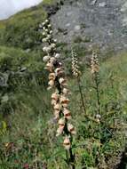 Imagem de Digitalis ferruginea L.