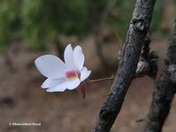 Image of Dendrobium barbatulum Lindl.