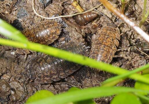 Image of Isopod