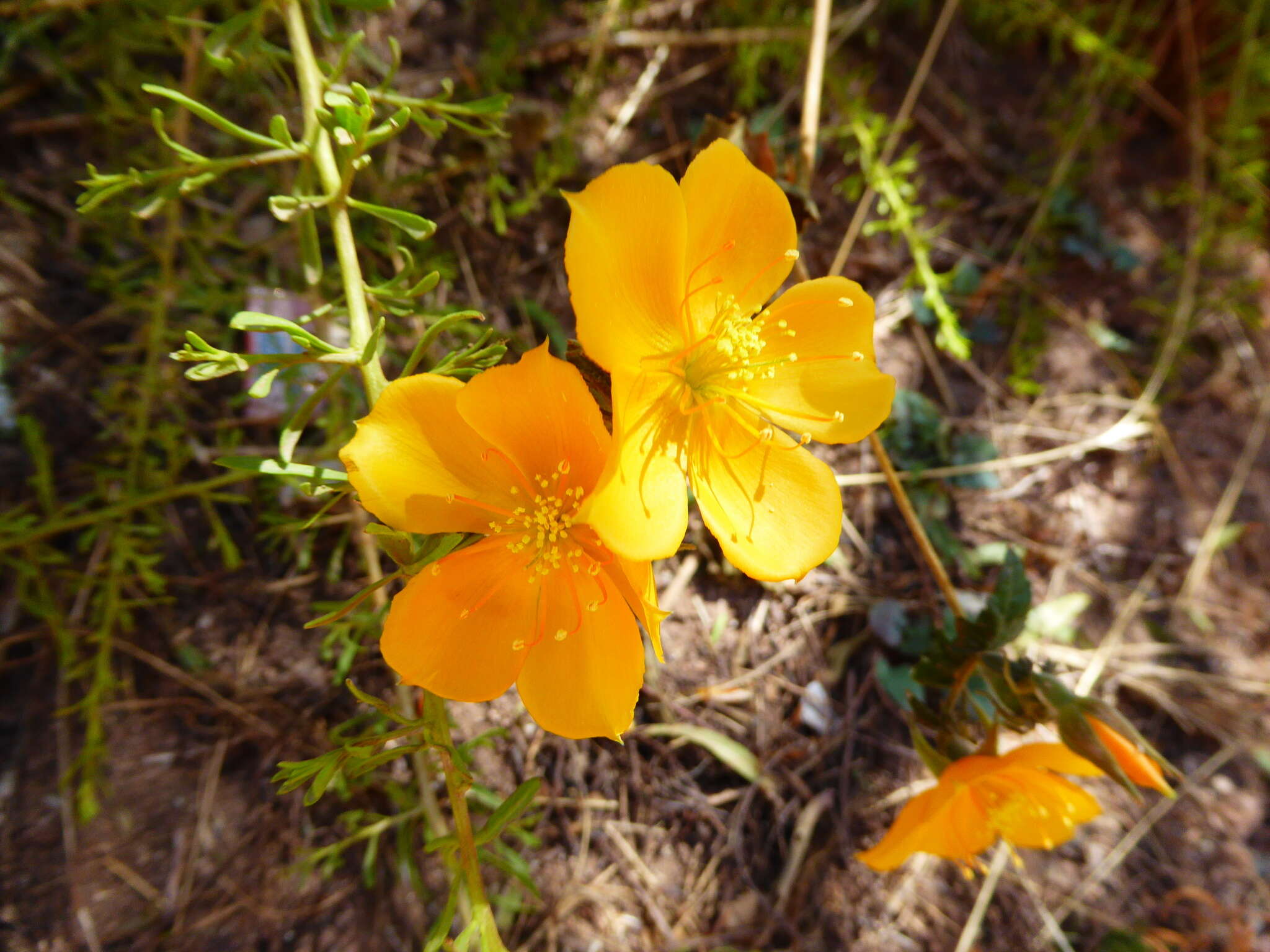 Imagem de Mentzelia scabra Kunth