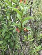 Imagem de Lonicera involucrata var. ledebourii (Eschsch.) Jeps.