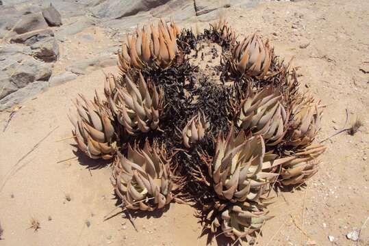 Image of Aloe asperifolia A. Berger