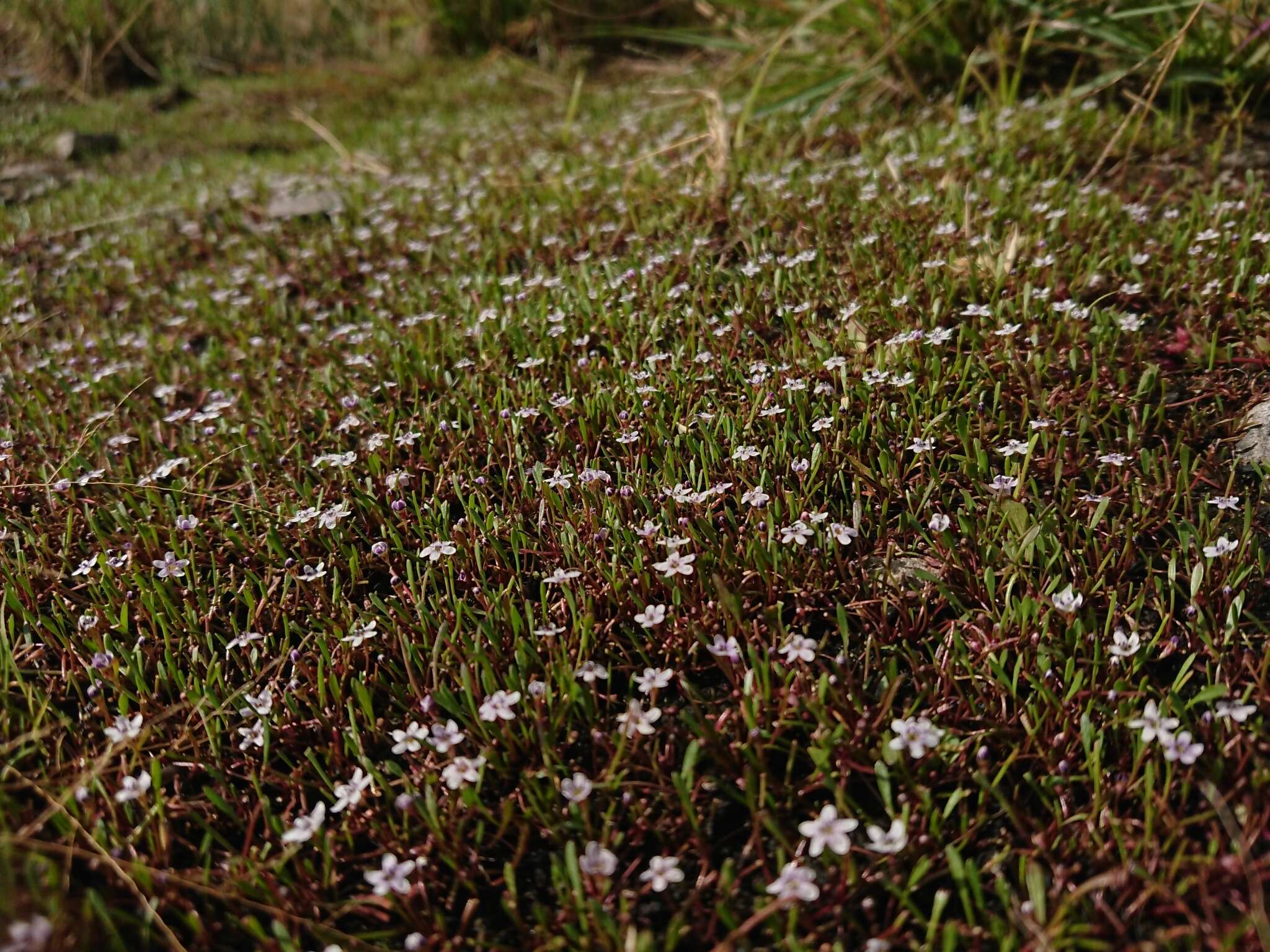 صورة Limosella longiflora Kuntze