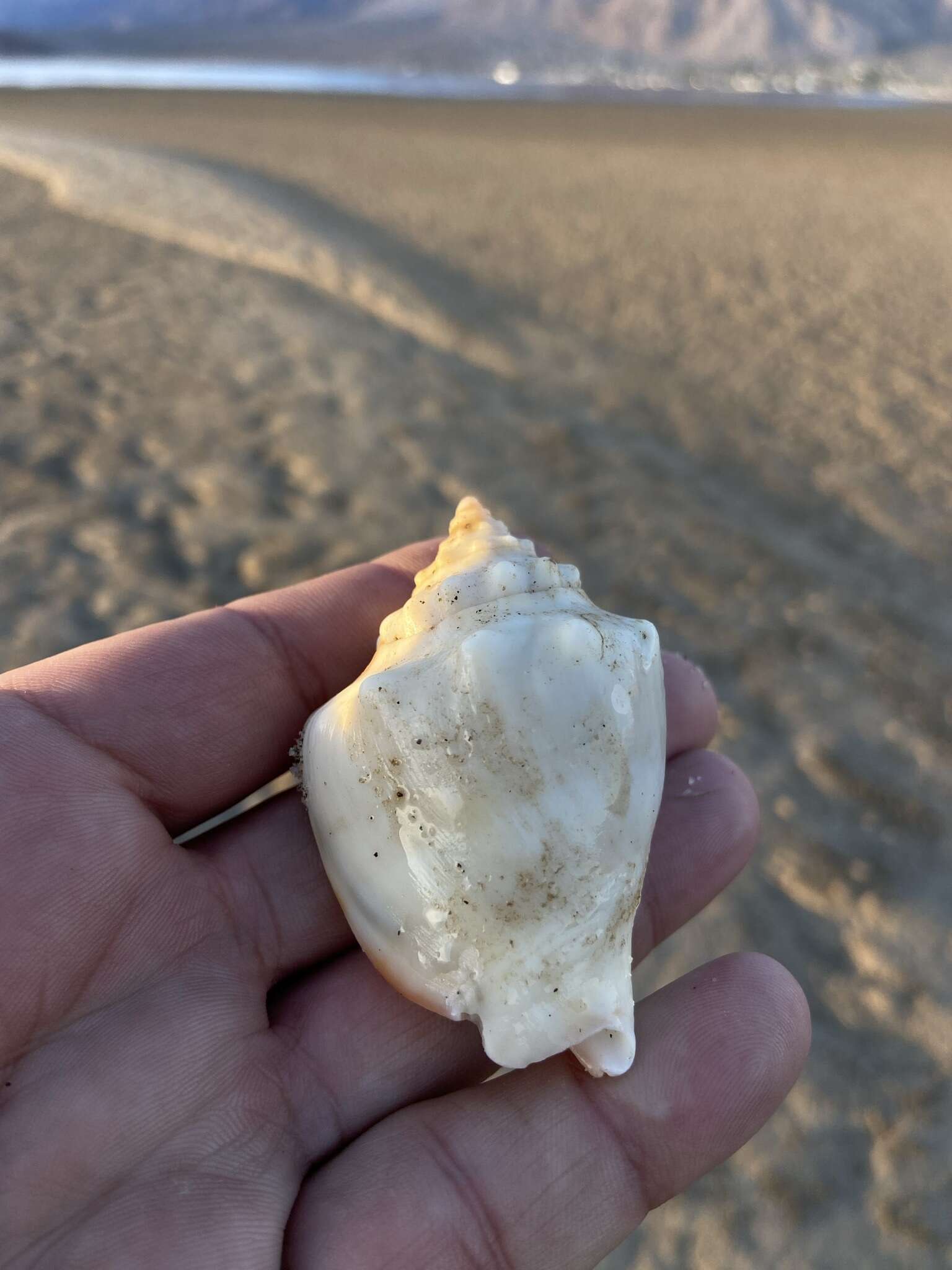 Image of Eastern Pacific fighting conch