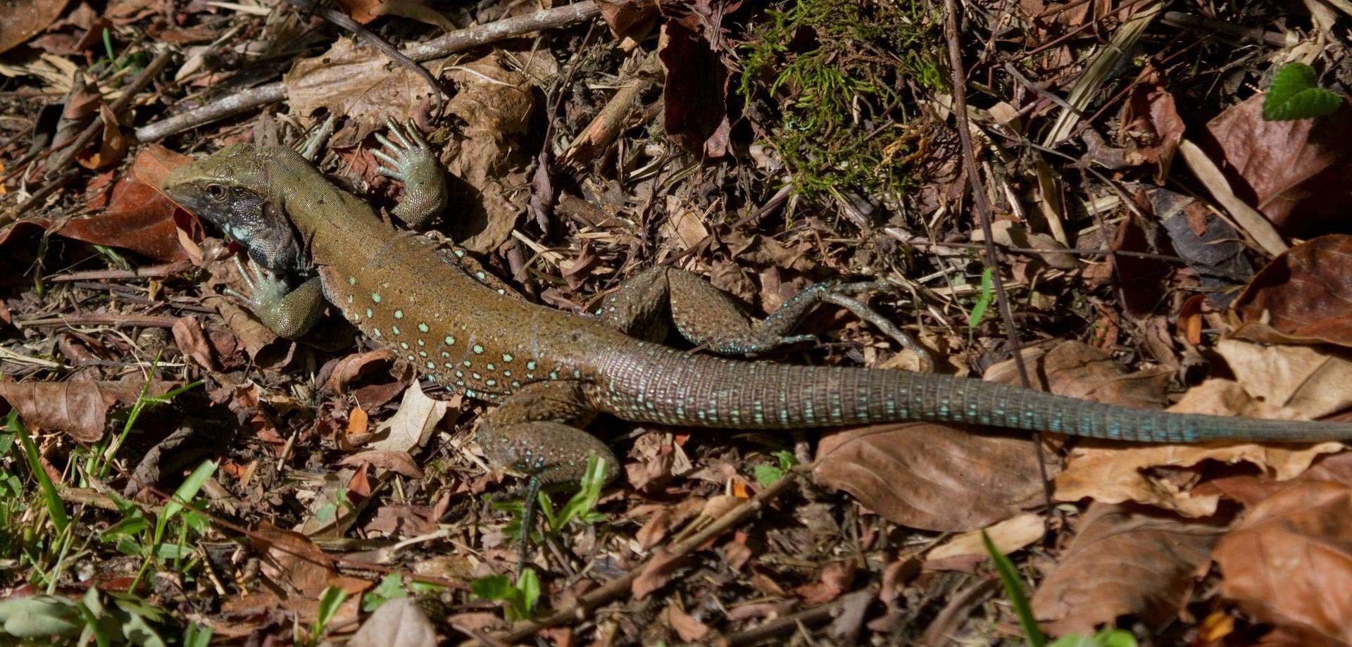 صورة Ameiva atrigularis Garman 1887