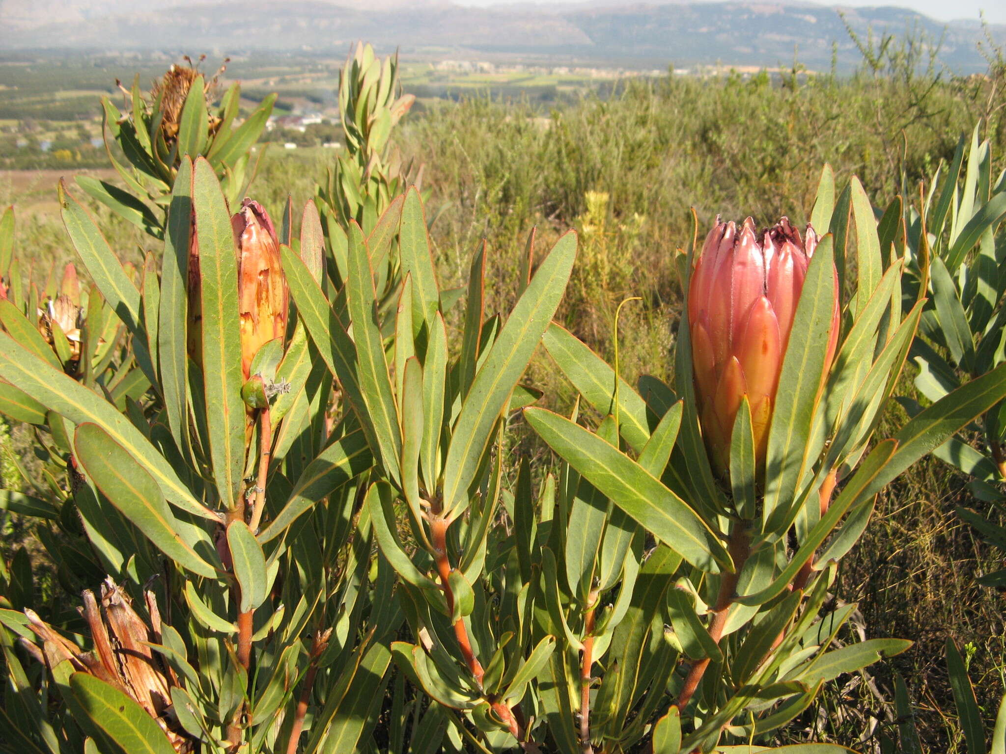 Imagem de Protea burchellii Stapf