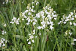 Image of Hispanic hyacinthoides