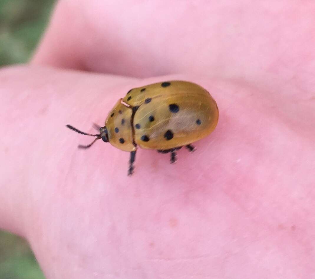 Image of Argus Tortoise Beetle