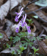 Image of Corydalis decumbens (Thunb.) Pers.