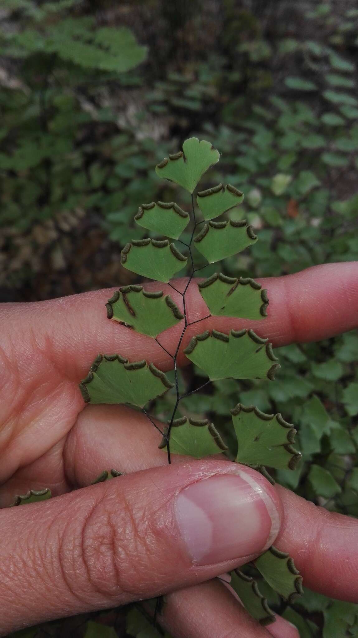 Слика од Adiantum braunii Mett. ex Kuhn