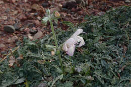 Salvia taraxacifolia Coss. & Balansa resmi