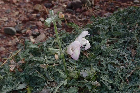 Image of Salvia taraxacifolia Coss. & Balansa