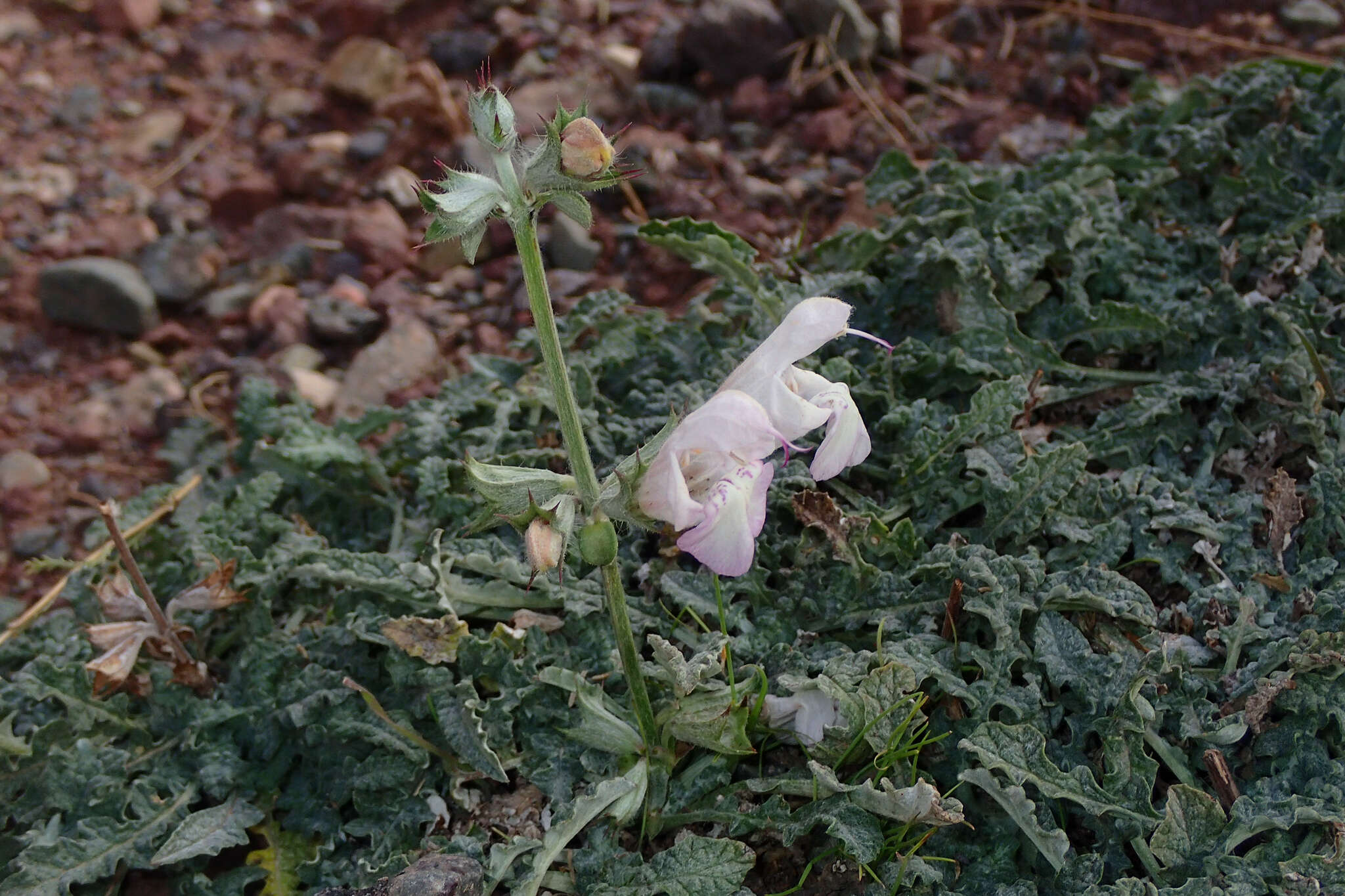 Salvia taraxacifolia Coss. & Balansa resmi