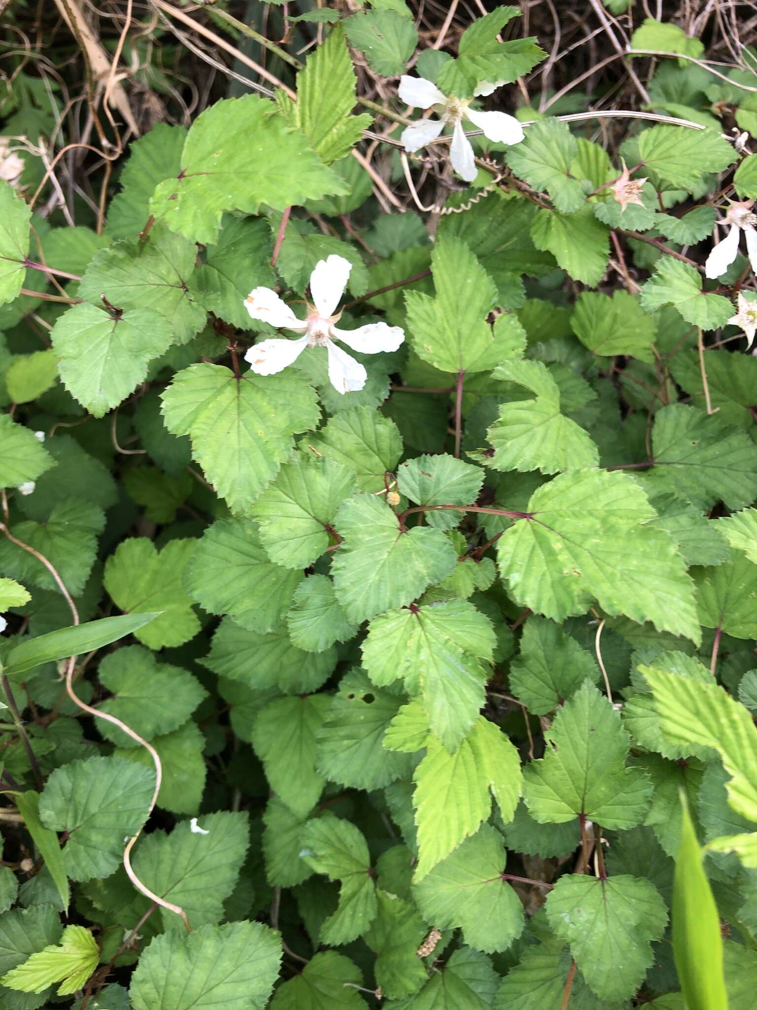 Imagem de Rubus microphyllus L. fil.