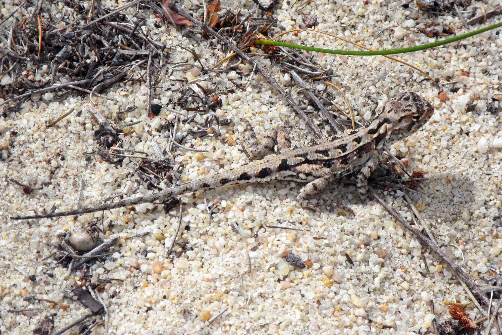 Слика од Ctenophorus adelaidensis (Gray 1841)