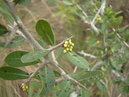 Image of Schinus longifolia (Lindl.) Speg.