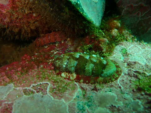 Image of lined red chiton