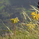 Image of Kniphofia isoetifolia Hochst.