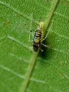 Image of Aphid