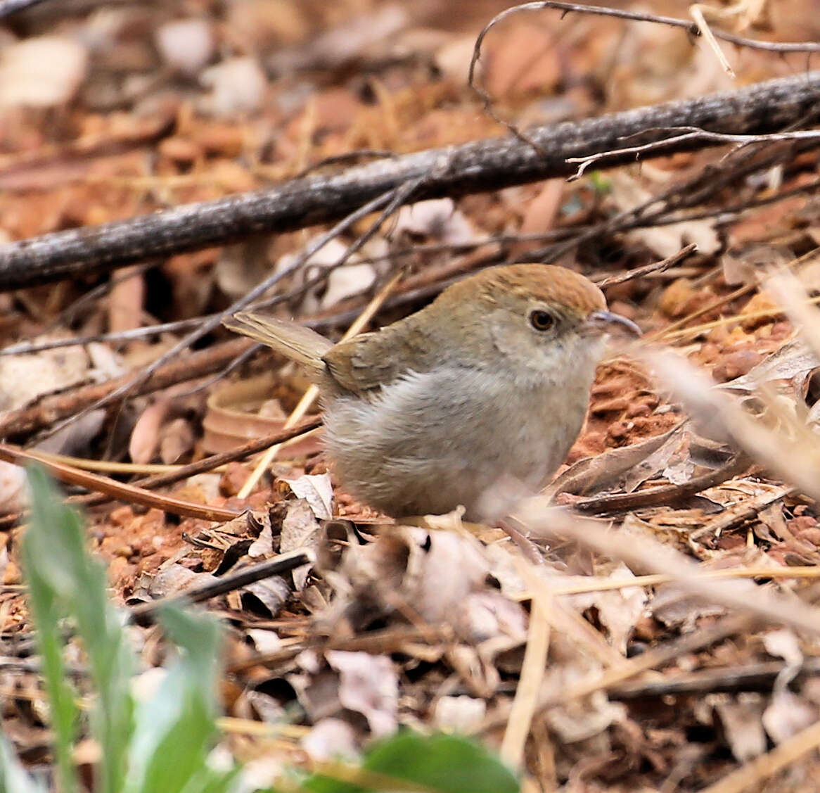 Image of Cisticola fulvicapilla dexter Clancey 1971