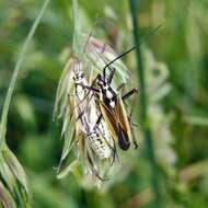 Слика од Leptopterna dolabrata (Linnaeus 1758)